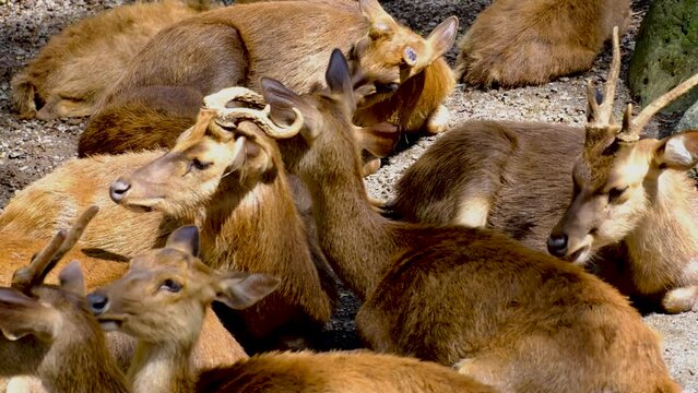 Deers in the national park in Mauritius