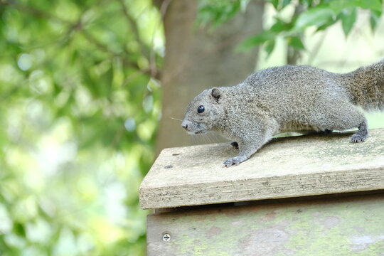 Callosciurus Erythraeus Thaiwanensis Images Browse 14 Stock Photos Vectors And Video Adobe Stock