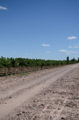 Camino en viñedo en otoño en Mendoza, Argentina.