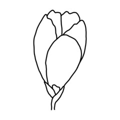 Hand drawn vector flower drawing. Decorative elements for design. Isolated on a white background. Ornament for embroidery, postcards and invitations