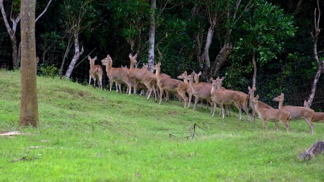 Running deers at the Mauritius national park