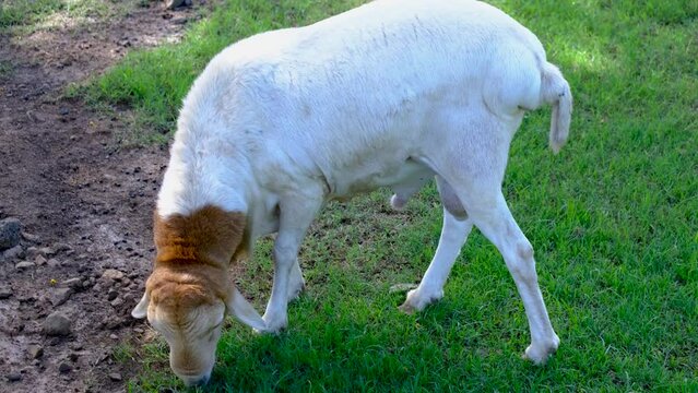 Sheep at the national park in Mauritius