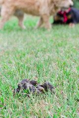 Irresponsible pet owners pollute grass in public spaces by not raising their excrement. Dog feces