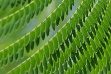 Fototapeta premium Spring background. Wallpaper and background. Sengon leaves. Green Sengon Albizia julibrissin. Leaves of Albizia Chinensis tree. Beautiful natural plant with bright green colours. Persian silk tree