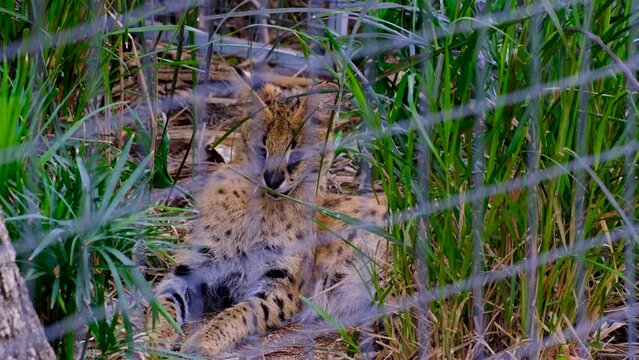 Serval in the cage at the Mauritius national park 