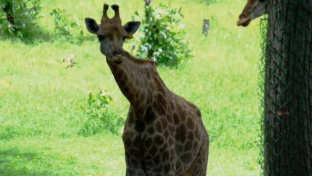 Giraffe in the Mauritius national park
