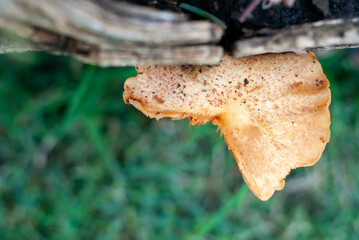 mushrooms on stump close up