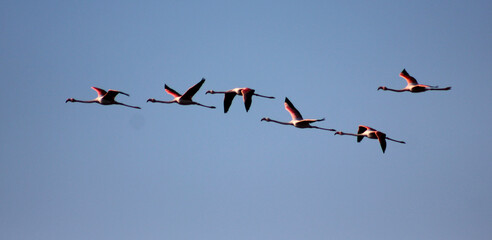 flamingos a voar