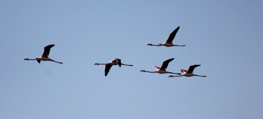flamingos a voar