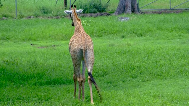 Giraffe in the Mauritius national park