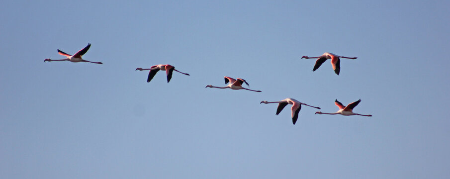 flamingos a voar