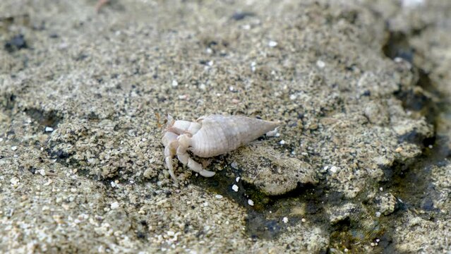 Closeup look at the small crab 