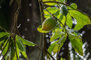 Abiu Pouteria Caimito Pouteria guianensis