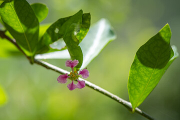 Malpighiaceae acerola