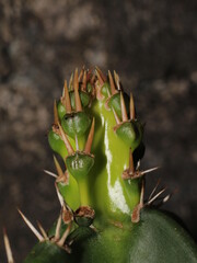 Cactus new growth