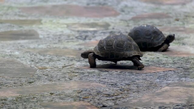 Small turtles in the Mauritius zoo