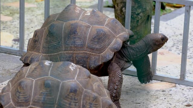 Turtles in the Mauritius zoo