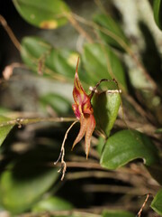 Weird-looking flowers of the miniature orchid Lepanthes horrida