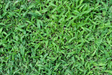 green grass texture