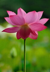 lotus flower in the garden