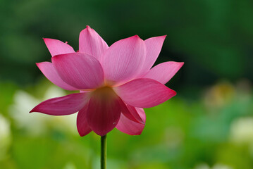 Obraz premium lotus flower in the garden