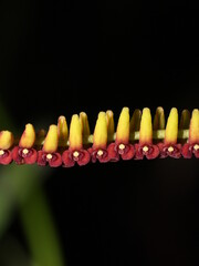 Red and yellow flowers of the miniature orchid Stelis glossula from Corcovado National Park in...