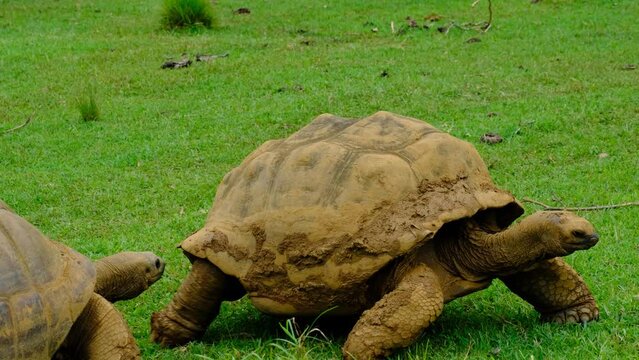 Big turtles at Mauritius national park