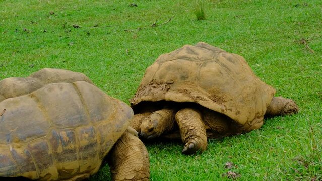 Big turtles at Mauritius national park