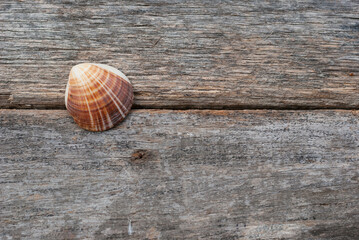 shell on a wooden surface of a dock