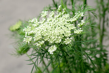 close up of a white flower