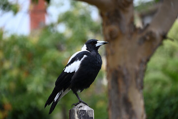 Australian magpie perched on a wooden fence post while crumbs of food sit atop its beak