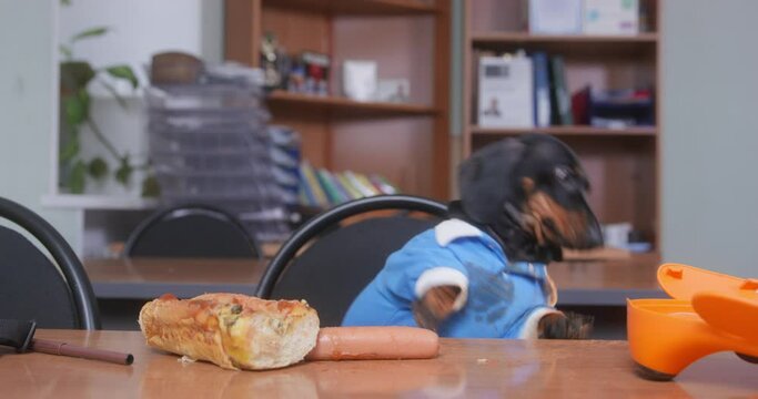 Black and tan dachshund IN costume overthrew lunch box and stained blue suit with food sitting at wooden desk in classroom