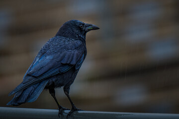 2022-02-08 A SINGLE CROW SITTING ON A METAL RAIL IN THE RAIN WITH A NICE EYE AND A BLURRY BACKGROUND