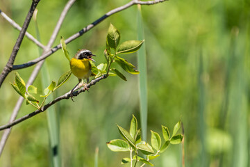 Common Yellowthroat (Geothlypis trichas) warbler.