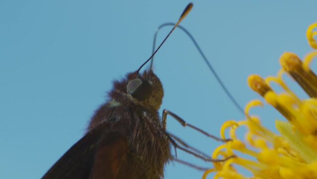 mariposa