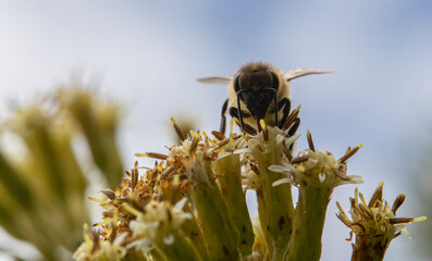 abeja contrapicado