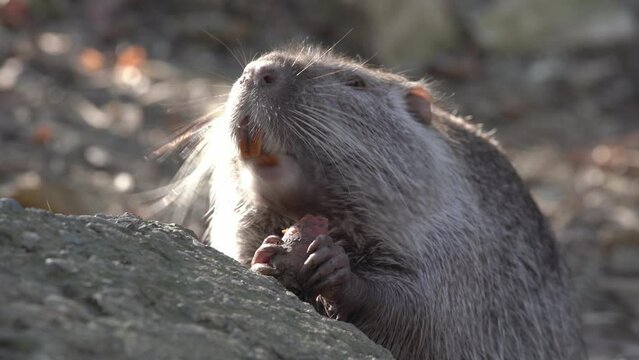 Nutria eats pieces of fresh carrots in natural environment or in captivity of the zoo, close up. Semi-aquatic rodent eats illuminated by rays of the sun in national reserve