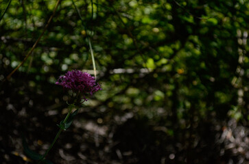 flower with out of focus background


