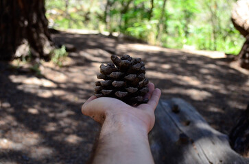 Fototapeta na wymiar hand with a pine cone on the hand. color version