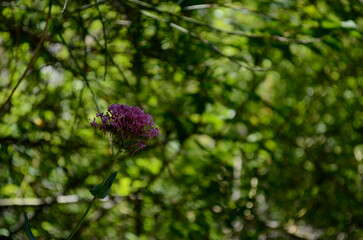 flower with out of focus background


