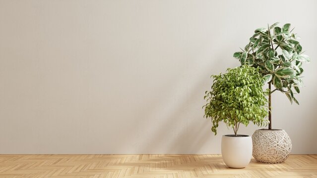 Empty room with wooden floor and plant.