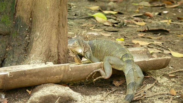 Green Iguana (Iguana Iguana) Large Herbivorous Lizard Stands Feeds in the Botanical Garden in Medellin, Colombia
