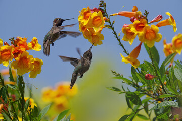 Two Anna Hummingbirds Hovering Orange