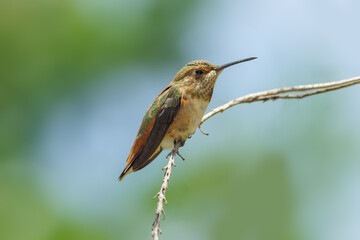 Perched female Allen's hummingbird in a garden in Southern California.