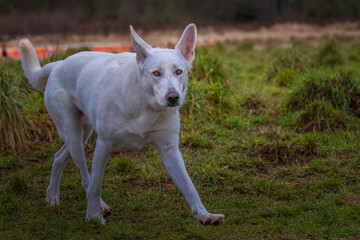 2022-02-08 A WHITE GERMAN SHEPARD WITH BRIGHT EYES WALKING THROUGH THE OFF LEASH DOG AREA AT THE...