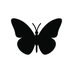 butterfly on white background