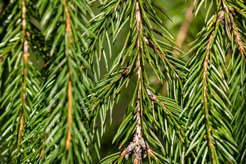 Green spruce branches. Green textured background. Brown cone of larch. Wild plants