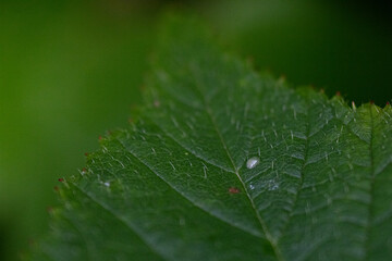 Green leaf  with small water drop, nature texture background. Dark green background. Selective focus