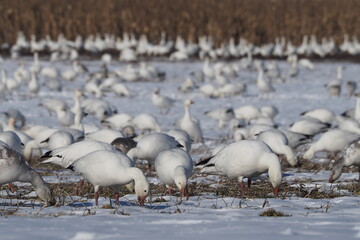 wild snow geese grazing in snow-covered grass