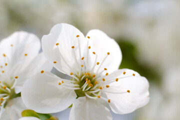 Defocus spring flower. Beautiful macro of white cherry bud blossoms on the tree on nature background. Blurred flowers during spring season in park. Early spring concept. Banner. Out of focus